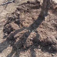 خدمات باغبانی حرس وبیل زنی دور درختان|خدمات باغبانی و درختکاری|زنجان, |دیوار