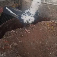 دوتا کفتر بهبهانی