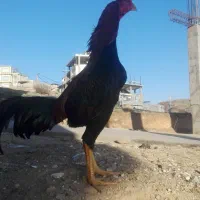 خروس|حیوانات مزرعه|جوانرود, |دیوار