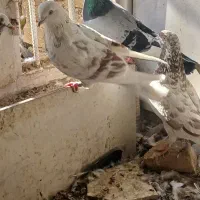 کفتر پرشی|پرنده|اردکان, |دیوار