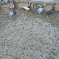 ۸عددکبوترپلاکی ویه جفت سینه داربایهودی فقط تماس|پرنده|رفسنجان, |دیوار