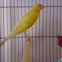 معاوضه با قناری سقا جفت قناری