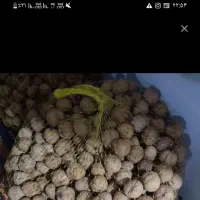 گردو