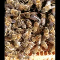 زنبور‌‌کارنیکا‌آلرام