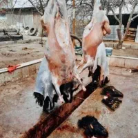 گوسفند تعاونی خونی 20٪تخفیف ویژه مصرفی