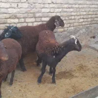 4عدد بر نر ریز|حیوانات مزرعه|الیگودرز, |دیوار