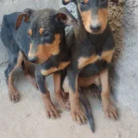 سلام توله دوبر من