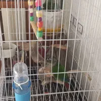 طوطی گرینچیک