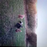 بوقلمون کوردی