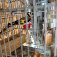 جوجه سهره قناری وسهره|پرنده|فسا, |دیوار