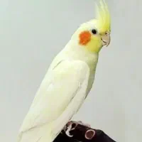 عروس هلندی گم شده