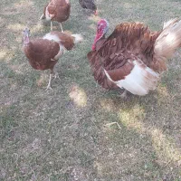 بوقلمون بورن بورن|حیوانات مزرعه|امیدیه, |دیوار