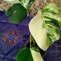 گل مانسترا ابلق|گل و گیاه طبیعی|شاهرود, |دیوار