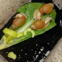 حلزون بزرگ مولد
