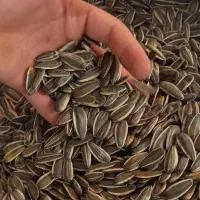 تخمه آفتابگردان خام شمشیری لوکس و پرمغز رقم S400