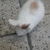 خرگوش|موش و خرگوش|بروجرد, |دیوار