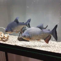 پیرانا نروماده ۳۰ سانتی رنگ عالی و خوب