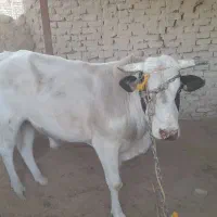 گاو نر (نوچ )و گستر (گوساله ماده)بفروش میرسد|حیوانات مزرعه|کرباسک, |دیوار