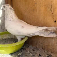 ۵عدد کفتر خوب یجایی دونه ای ۴۰۰|پرنده|تهران, مسعودیه|دیوار