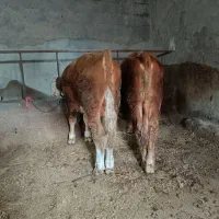 گوسال نر سیمنتال