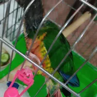 گرینچیک با کلیه لوازم و قفس به قیمت توافقی|پرنده|قم, نخودی|دیوار