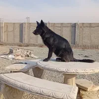 ژرمن بلک ماده