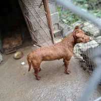 سگ پیتبول|سگ|نشتارود, |دیوار