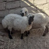 گوسفند ماده|حیوانات مزرعه|تیمور آباد, |دیوار