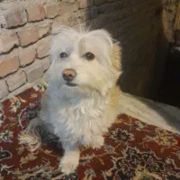 سگ گمشده