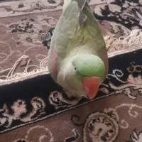 جفت مولد شاه طوطی رام ودستی|پرنده|قرچک, امین آباد|دیوار