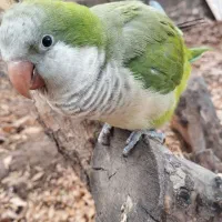 طوطی راهب سخنگو