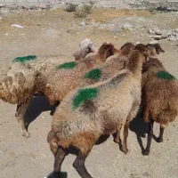 ۵عدد گوسفند شیشک ۴ دندان
