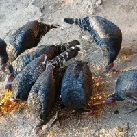 بوقلمون محلی|حیوانات مزرعه|شیروان (لرستان), |دیوار