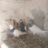 ۴عددطوقی بشرط