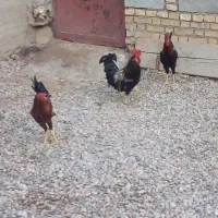 خروس|حیوانات مزرعه|شادگان, |دیوار