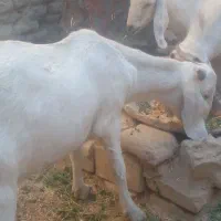 بز شیری سه قلو زا|حیوانات مزرعه|سراوان, |دیوار