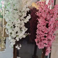 گل زاموفیلا سبز وبلک سانسوریا فقط 55