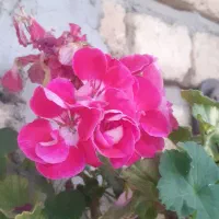 گل های گوناگون|گل و گیاه طبیعی|آستارا, |دیوار