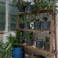 گل وگیاه|گل و گیاه طبیعی|تربت جام, میان جام|دیوار