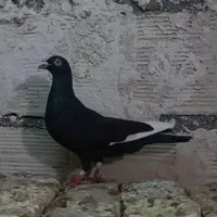 کفتر کبوتر|پرنده|مشهد, شهید معقول|دیوار