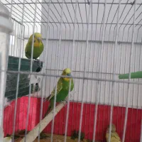 پرنده|پرنده|شیراز, کوزه گری|دیوار