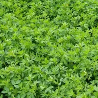 یونجه درجه یک شاه جهان
