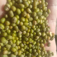 انواع لوبیا و حبوبات|خوردنی و آشامیدنی|ایلام, |دیوار