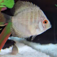 ماهی دیسکس،لجنخوار،چوب آبنوس،پمپ هوا