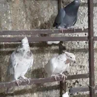 کفتر|پرنده|اسلام‌شهر, شهرک سالور|دیوار