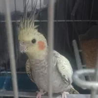 فروش یا معاوضه|پرنده|محمدشهر, محمدشهر|دیوار