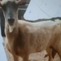 فروش بز سانن جوان اصل  پرشیر