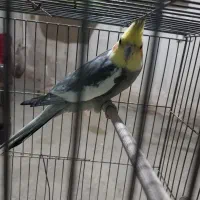 عروس هلندی نر