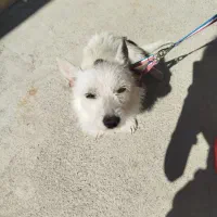 سگ پا کوتاه