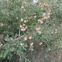 فروش سیب درختی (گلاب..و پاییزه)تناژ بالا